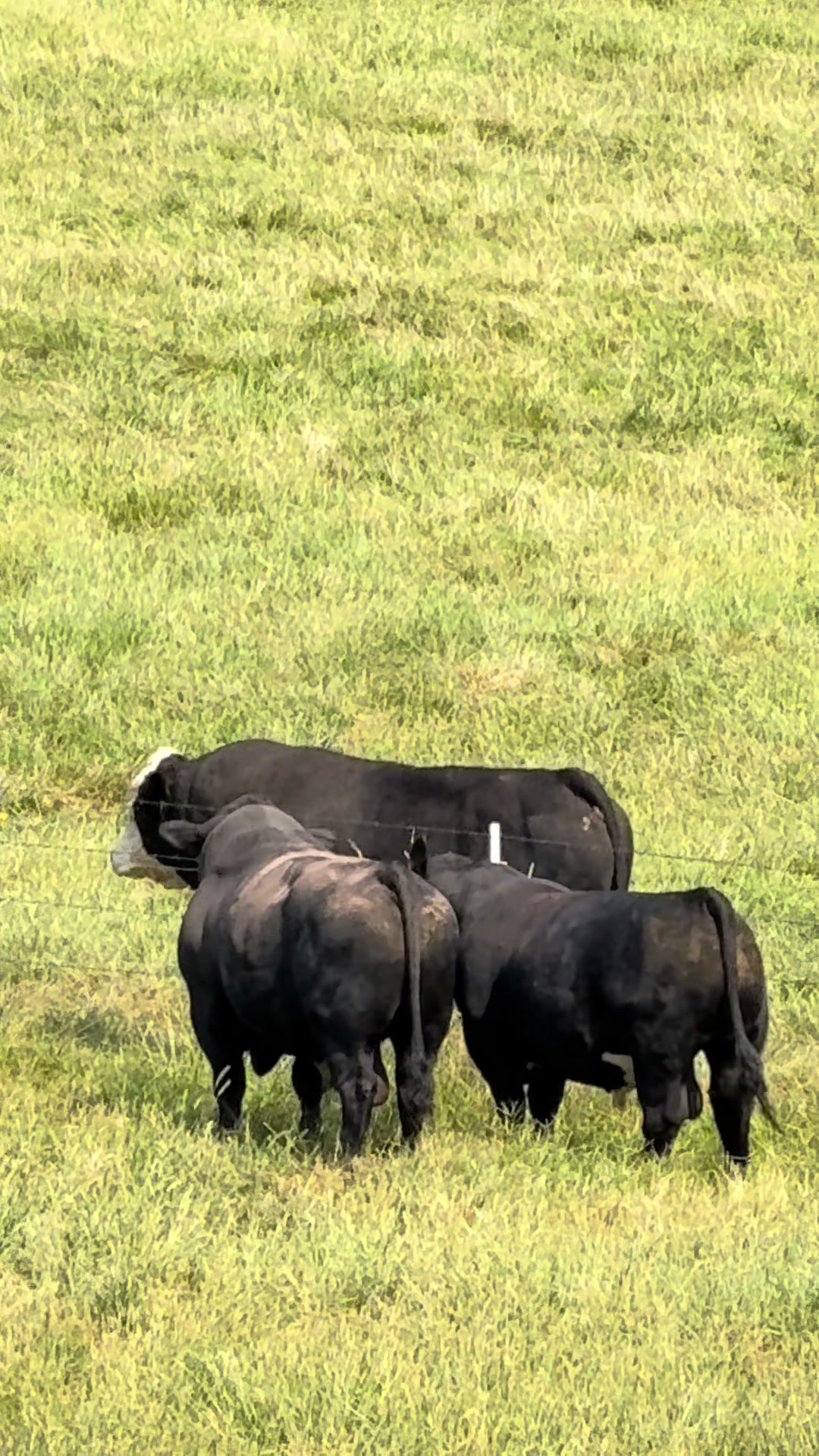 @Massey Land & Cattle