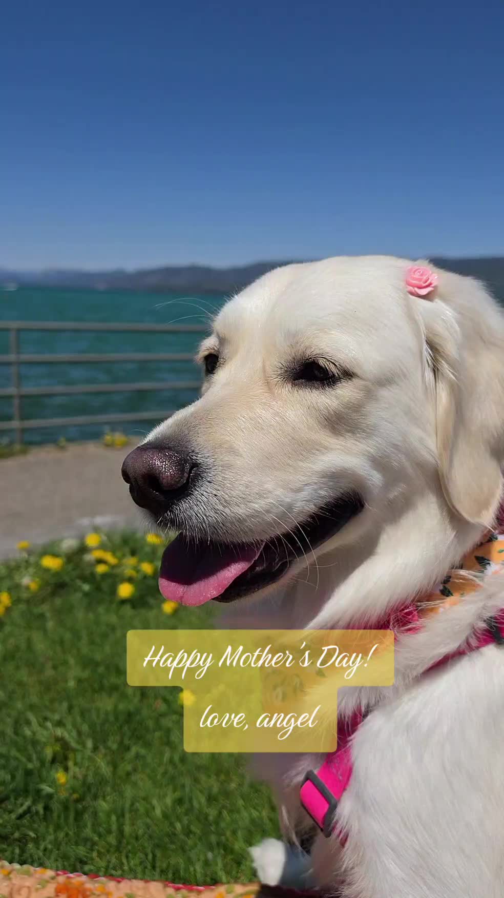 @DoggieMamaFurever&hearts;️🐶