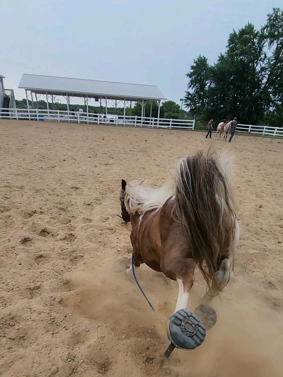 @minihorsemomandtrainer🐴🐴🐴🐴