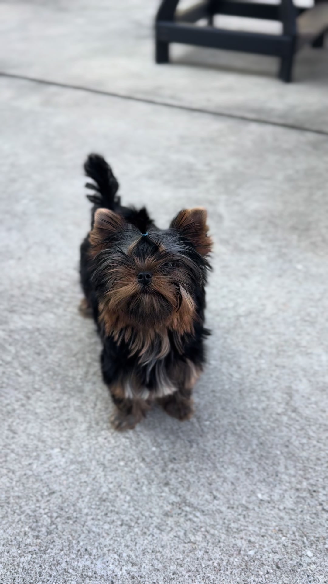 @Kimbrays Yorkies