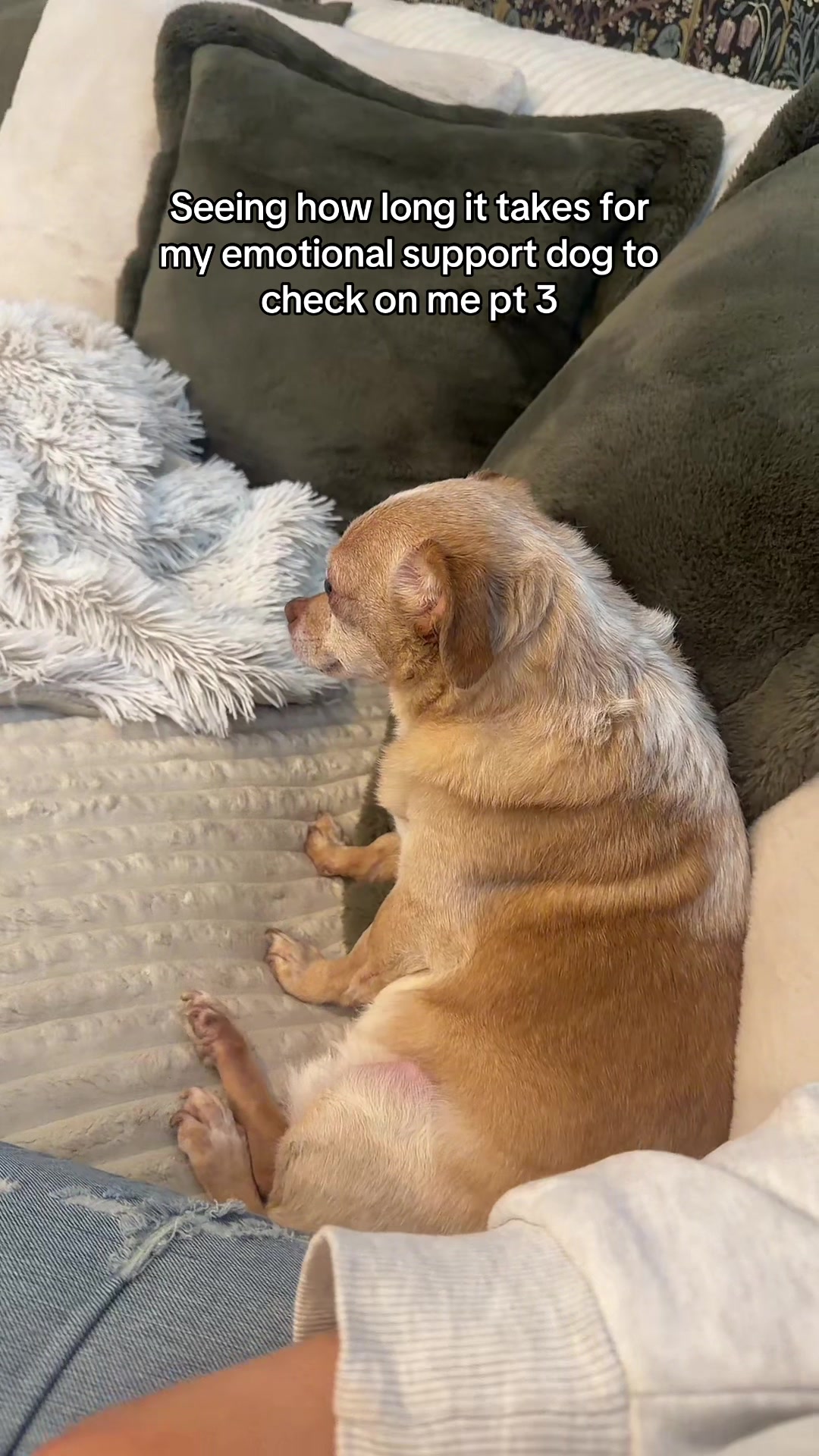 @Cody the Chi & The Spare Ones