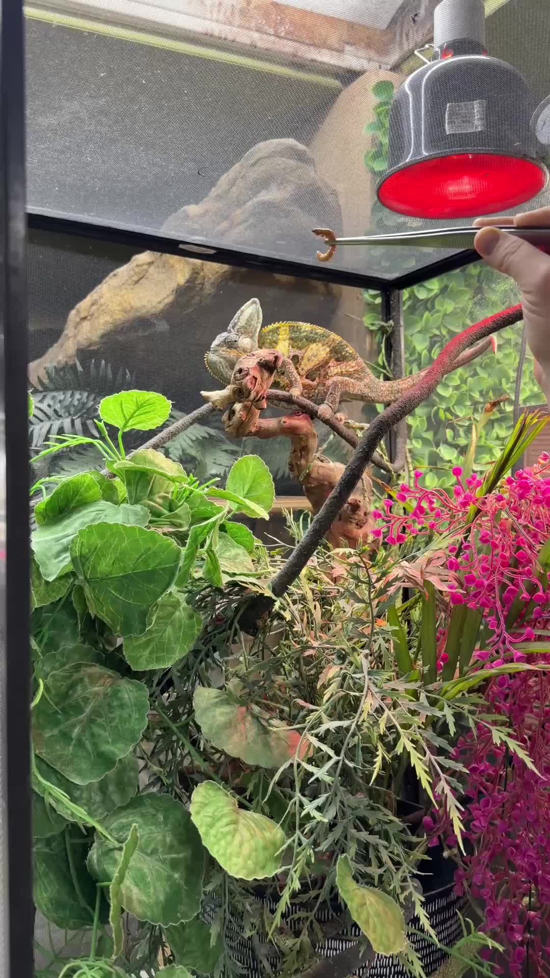 @The Reptile Zoo
