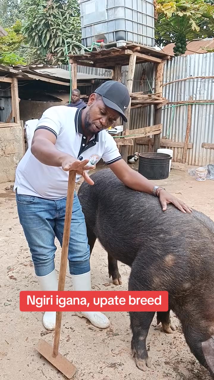 @Pigbreeder