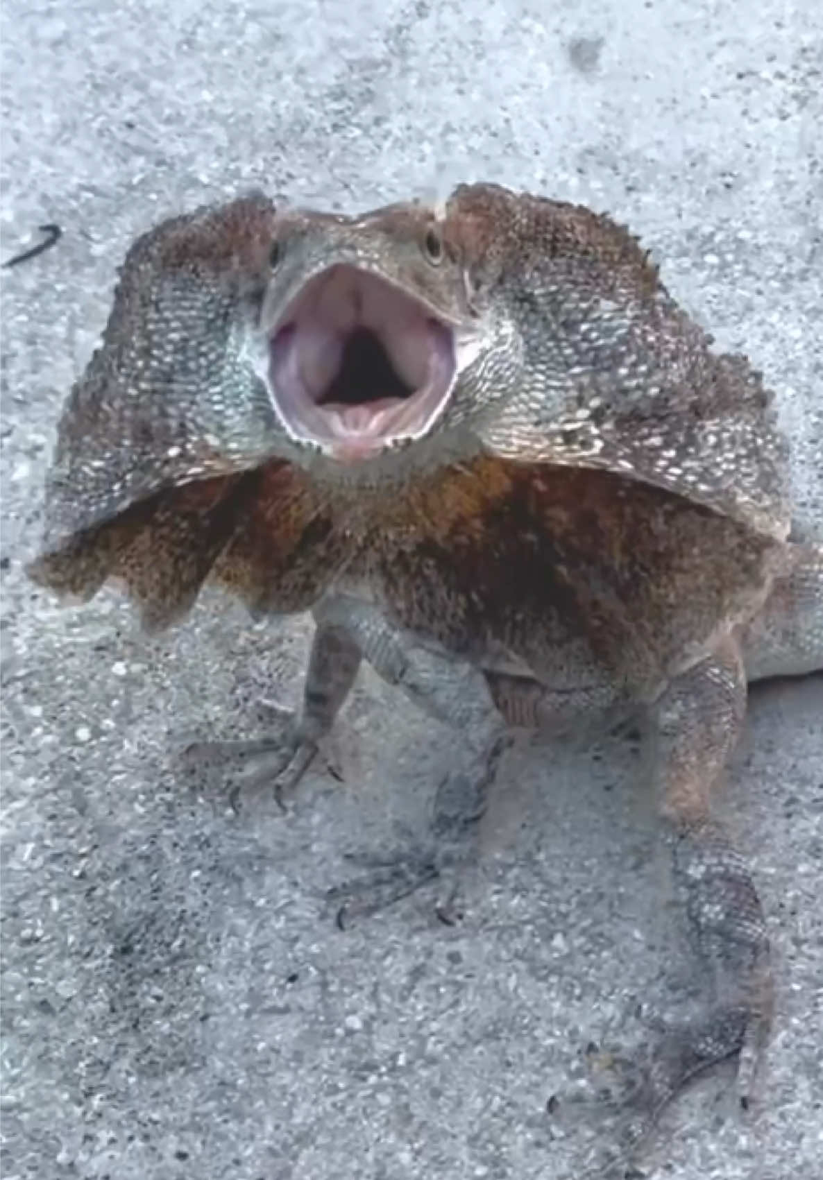 @Tommys_reptiles
