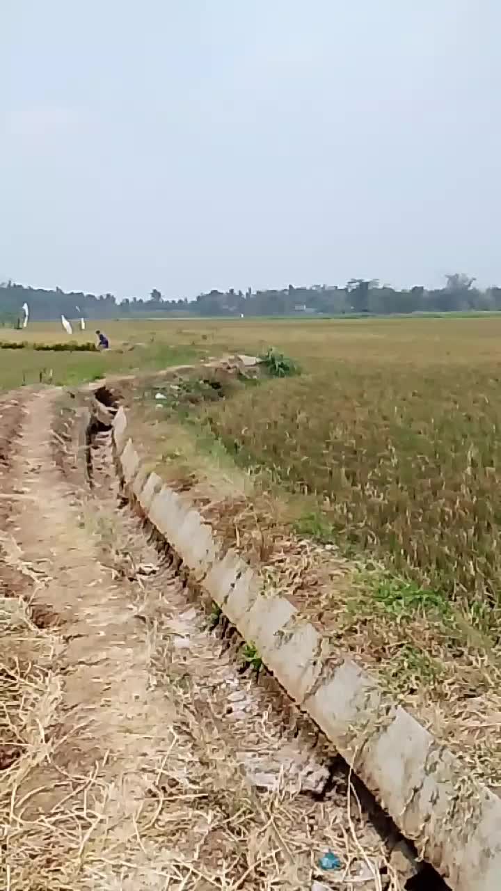 @darusi pesek