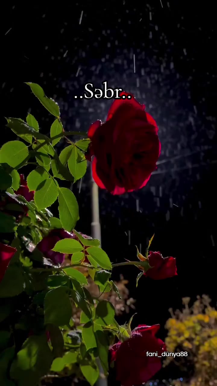 @꧁🖤fani🥀dunya88🖤꧂