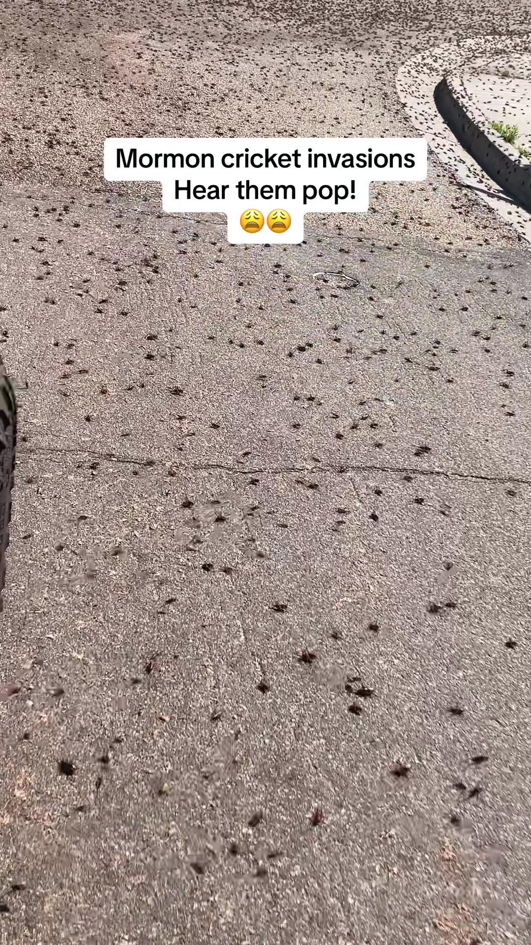 @_ᒪᙓᗩᕼᙏᗩᖇIᙓ_