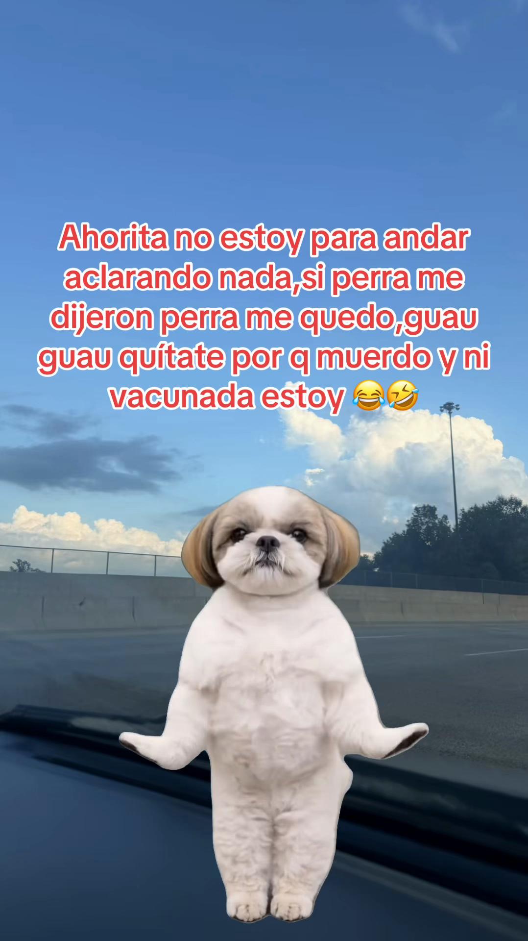 @sindyflores730