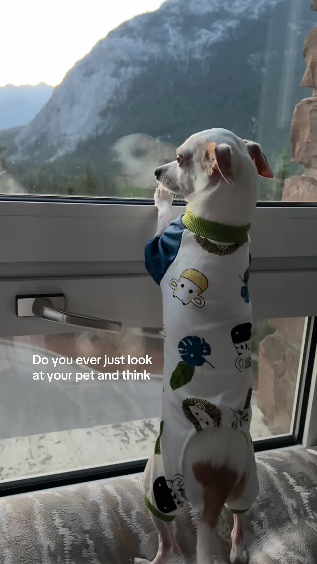 @Bao the Chihuahua