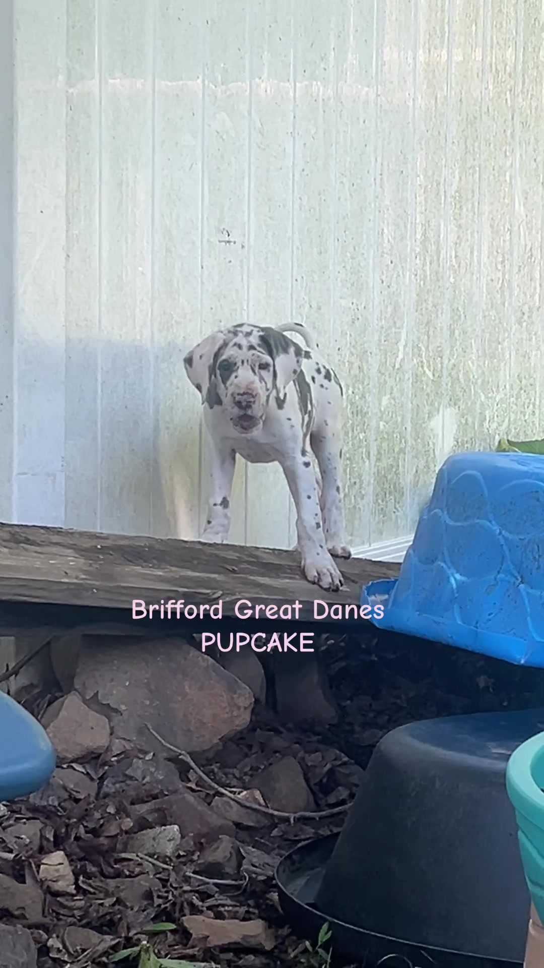 @Brifford Great Danes .com