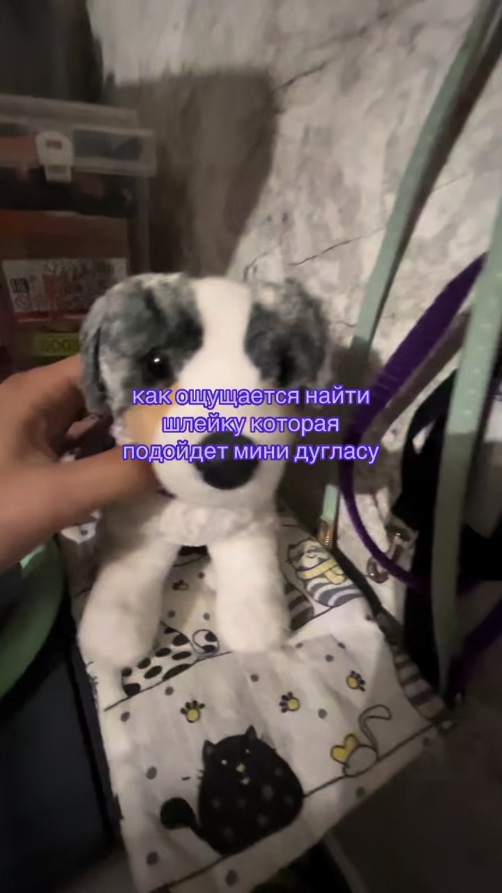 @♯🐾.ᴍᴇʏsʜɪ✧˚