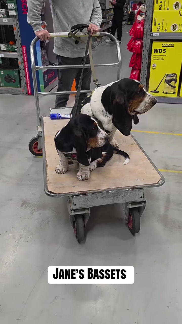 @Basset Hound Pups For Adoption
