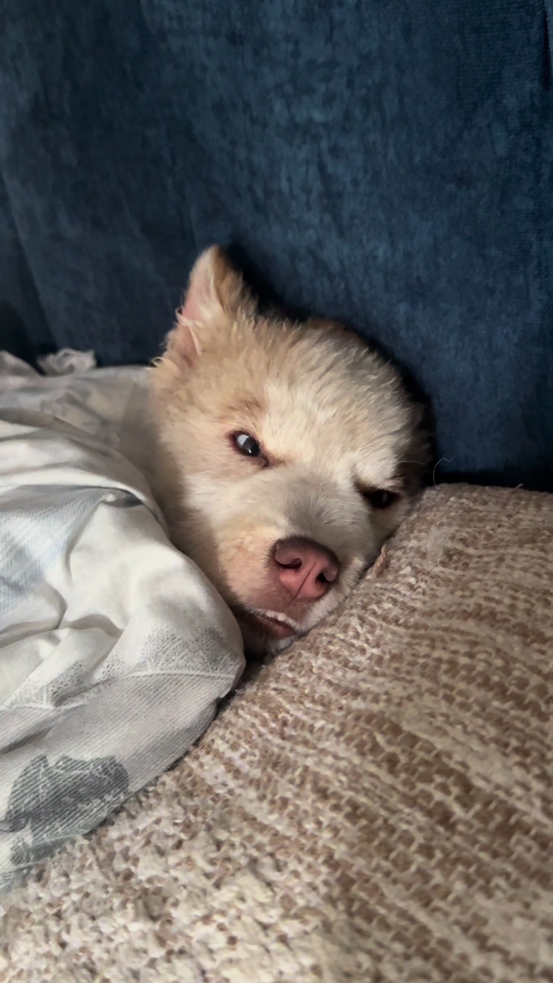@🐺MiFamiliadehuskies🐾