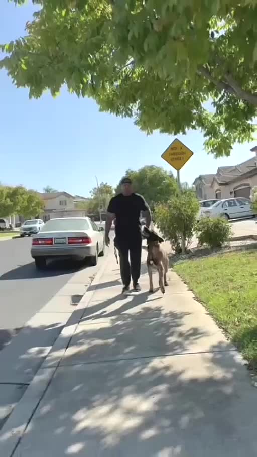 @Tactical K9s Dog Training