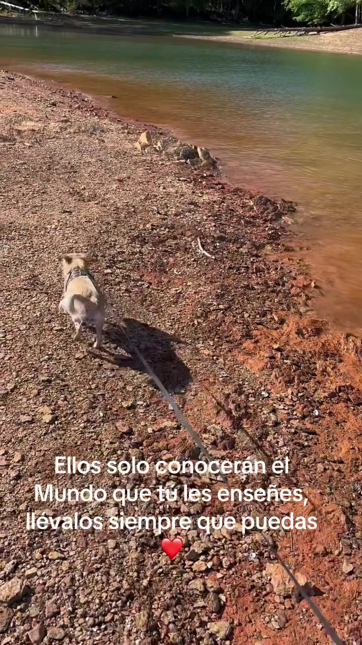 @🐕🐾MayaTheChihuahua🐾🐕