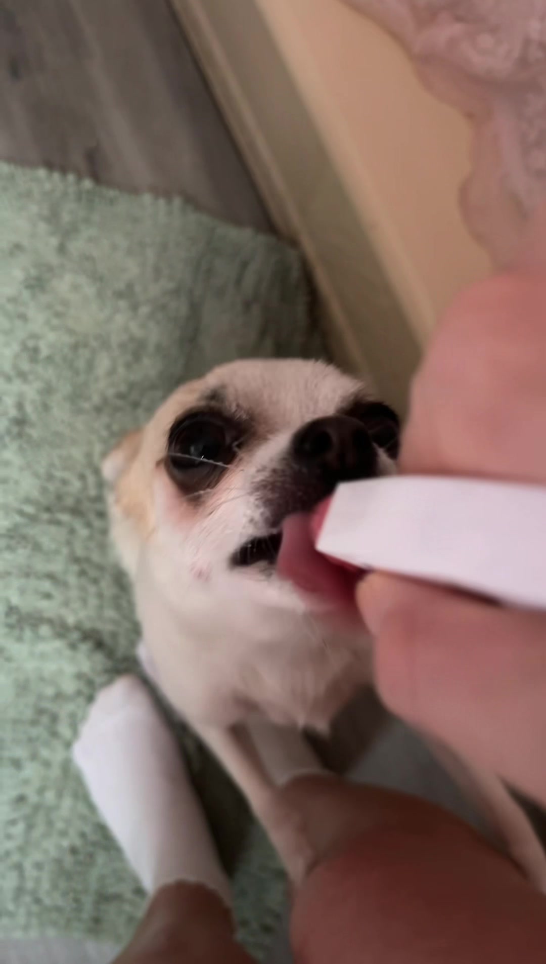 @pwncs.millie