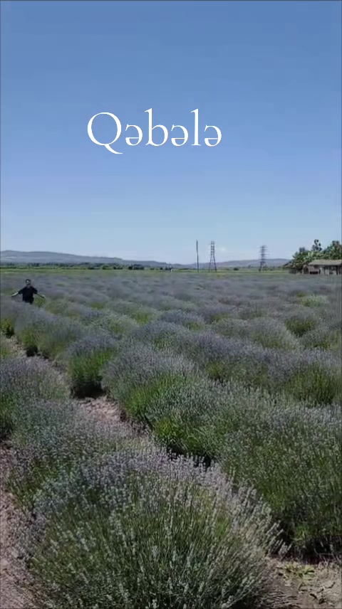 @💫Ziniş💫