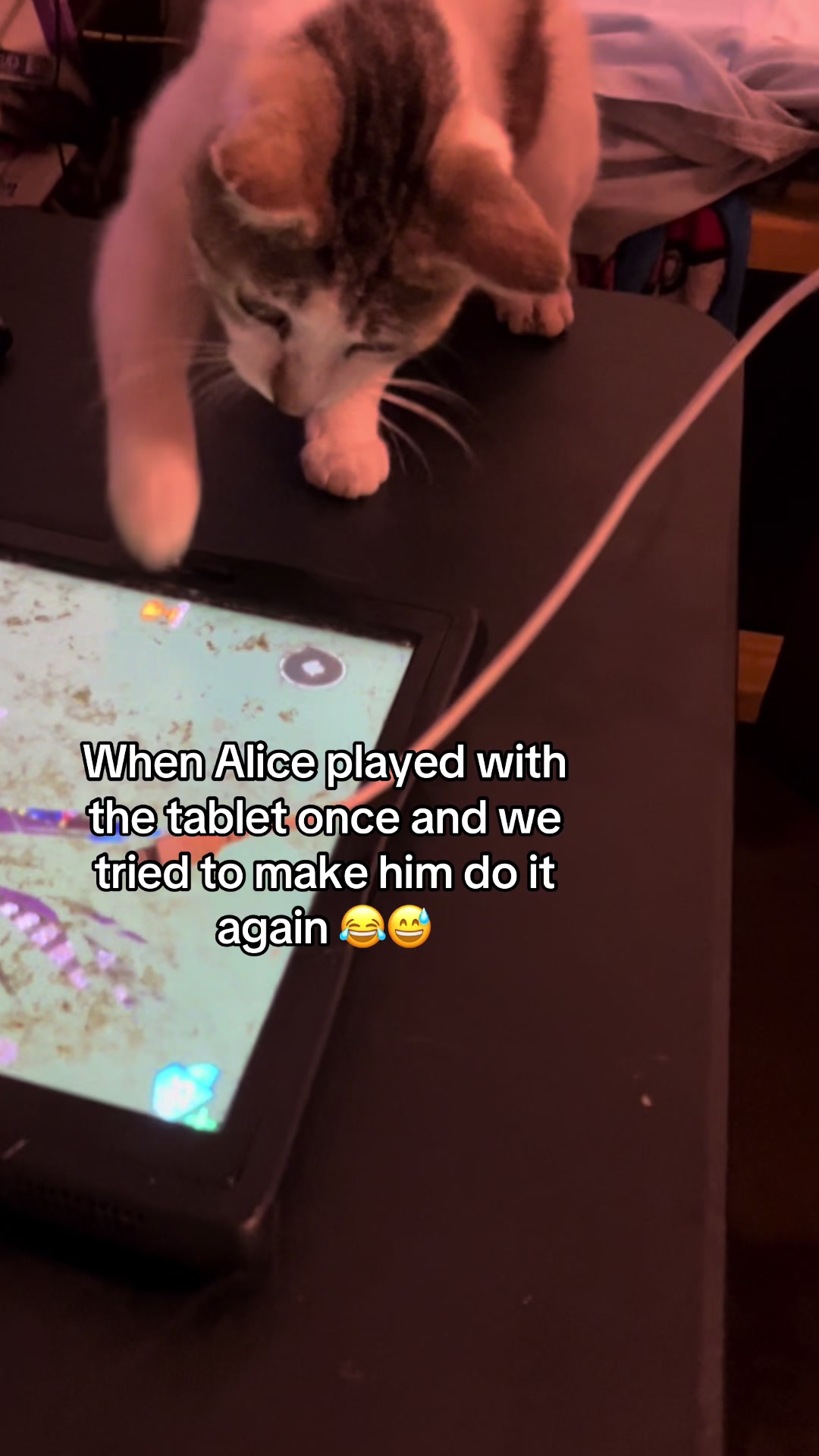 @Cats cats cats
