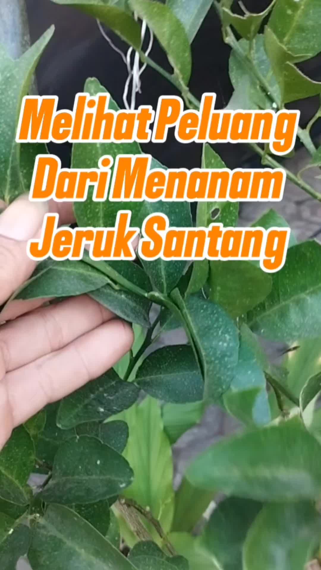 @Bukit Farming