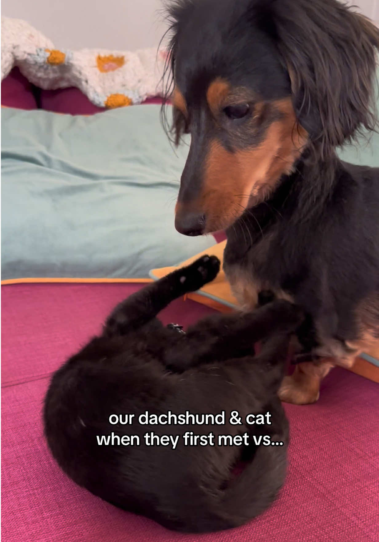 @Henry the mini dachshund