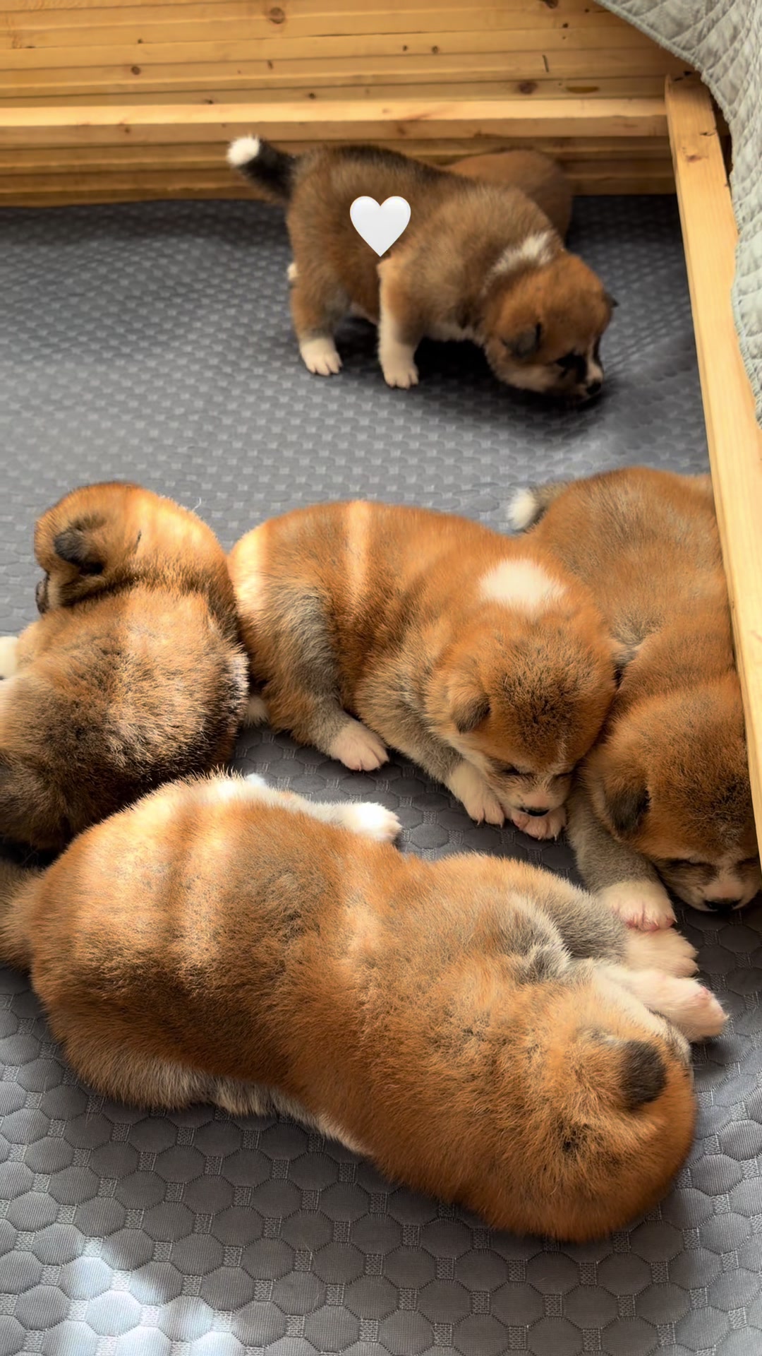 @oh_myakita