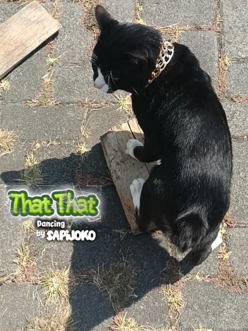 @sapijoko