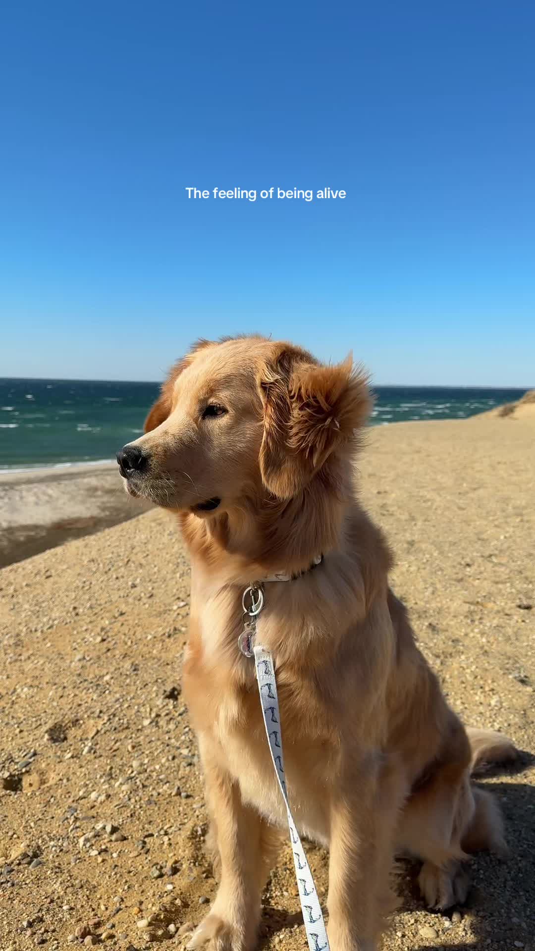 @Winter the Golden