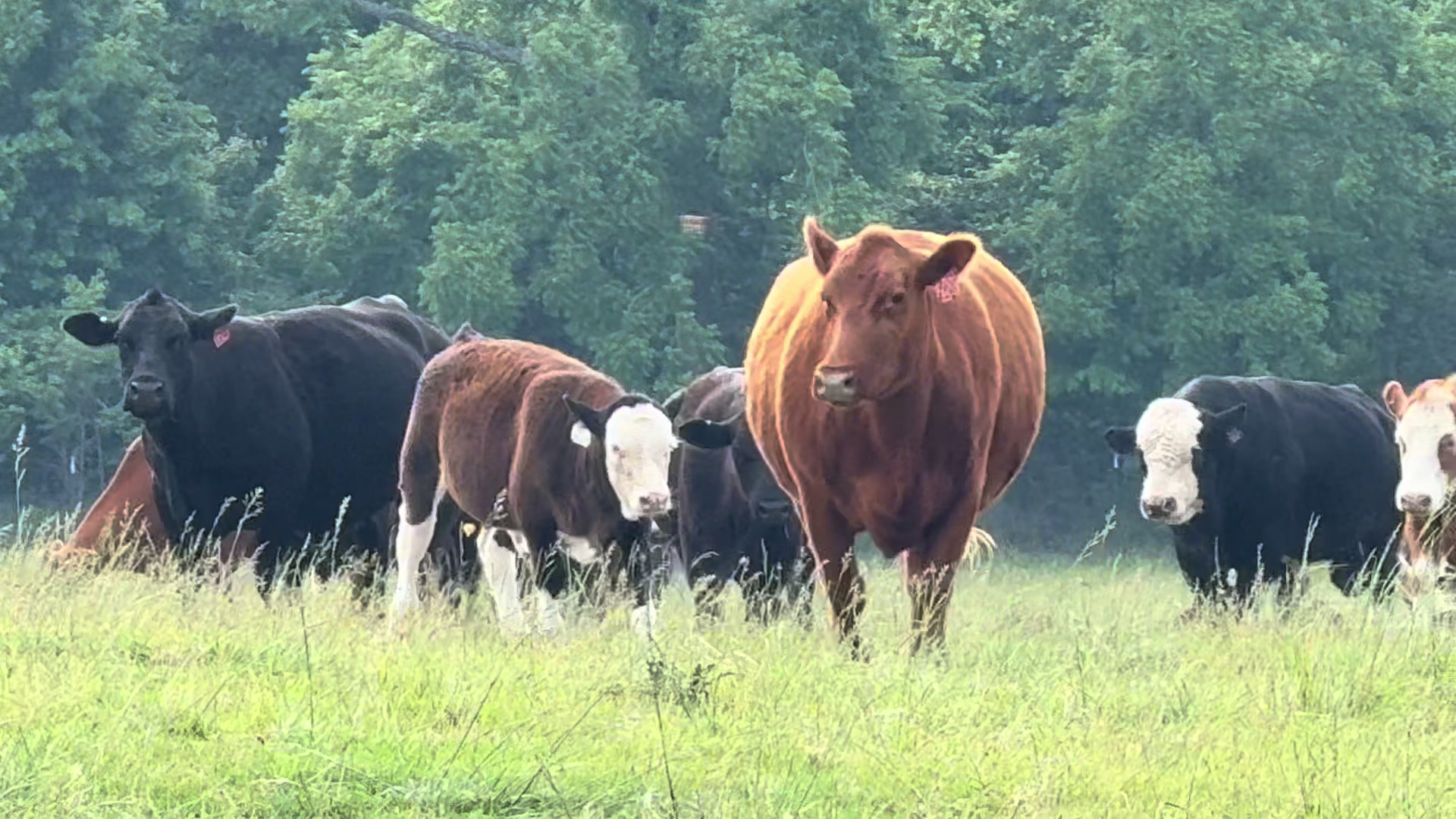 @Massey Land & Cattle