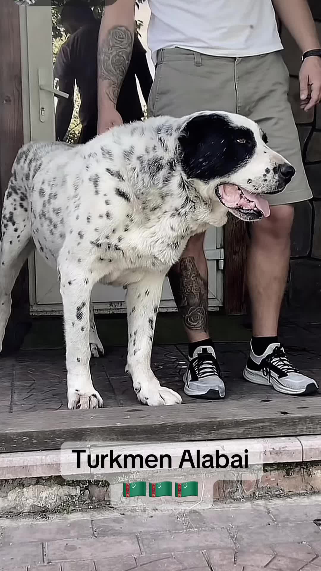 @TURKMEN ALABAI kennel FCI 🌏