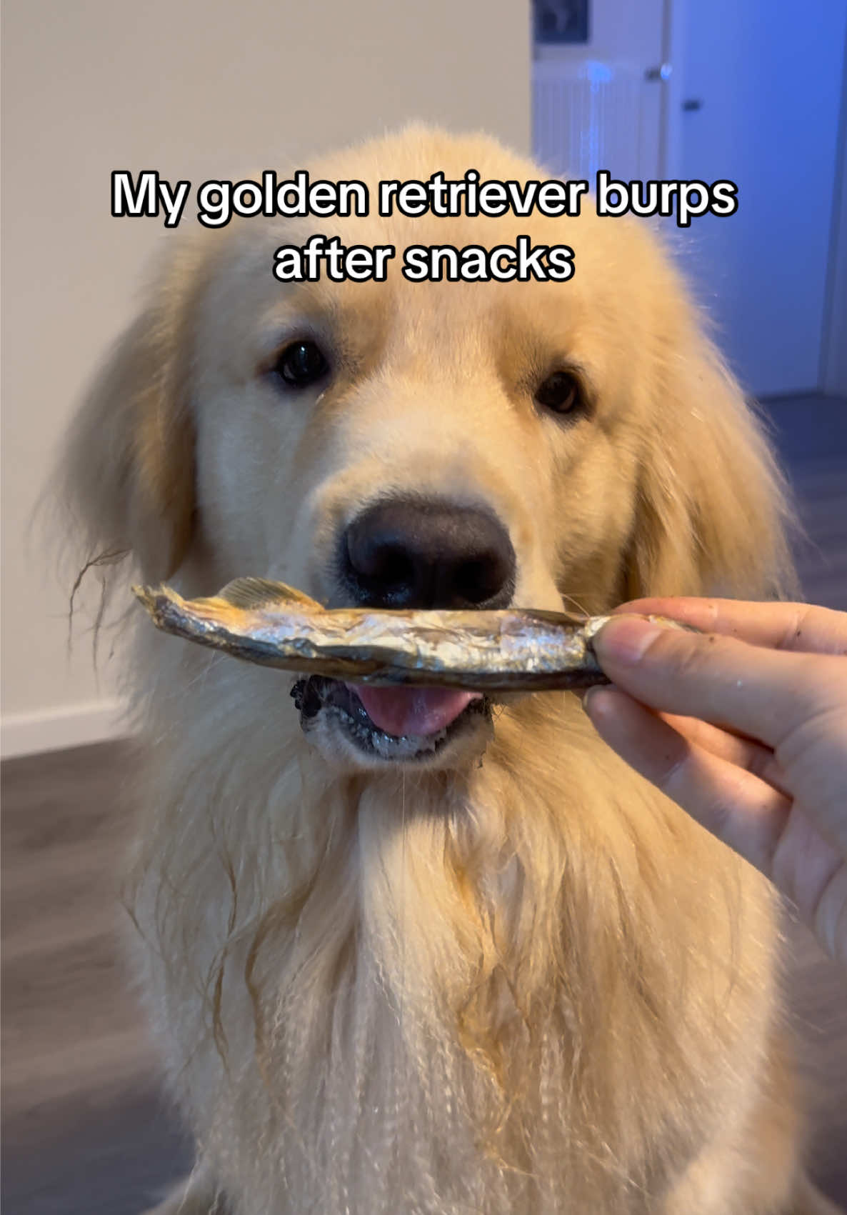 @Golden Fur Bender