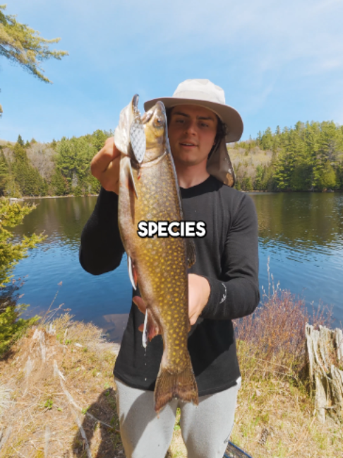 @Stef Fish