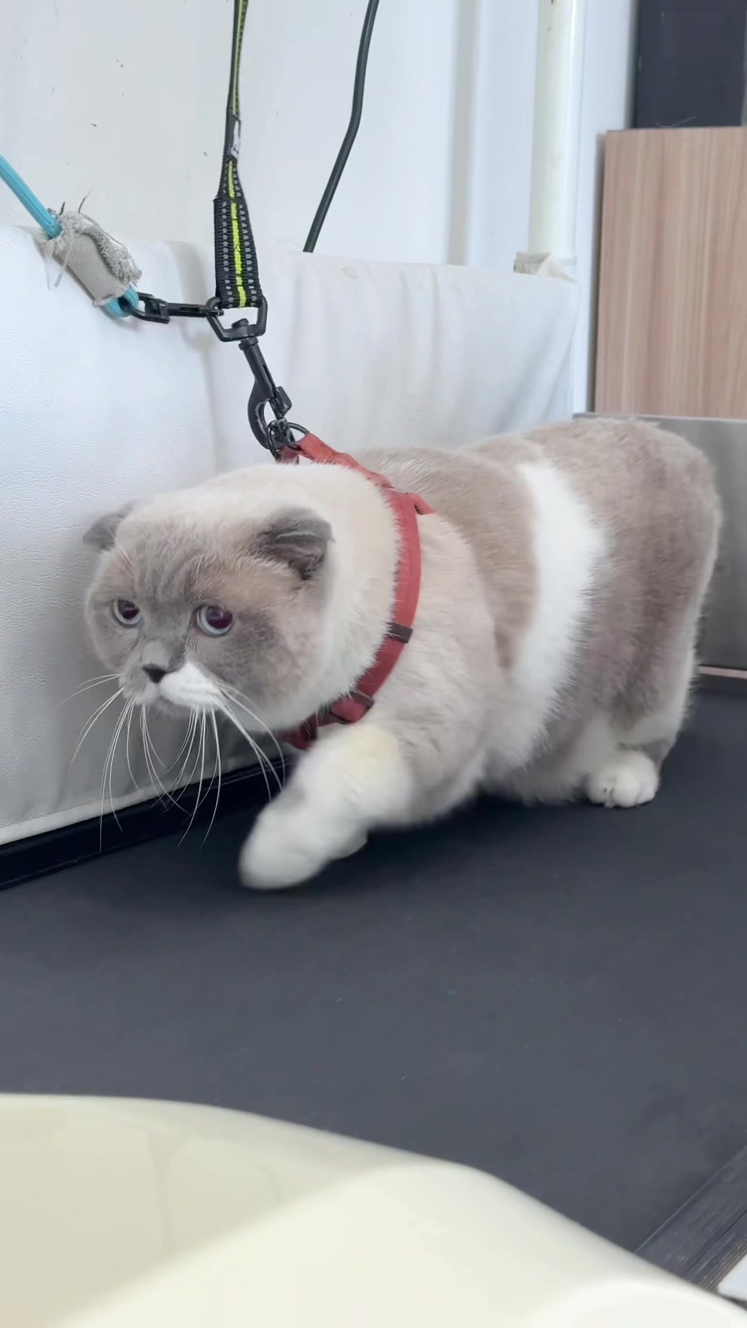 @ชิเอลแมวมึน 😺