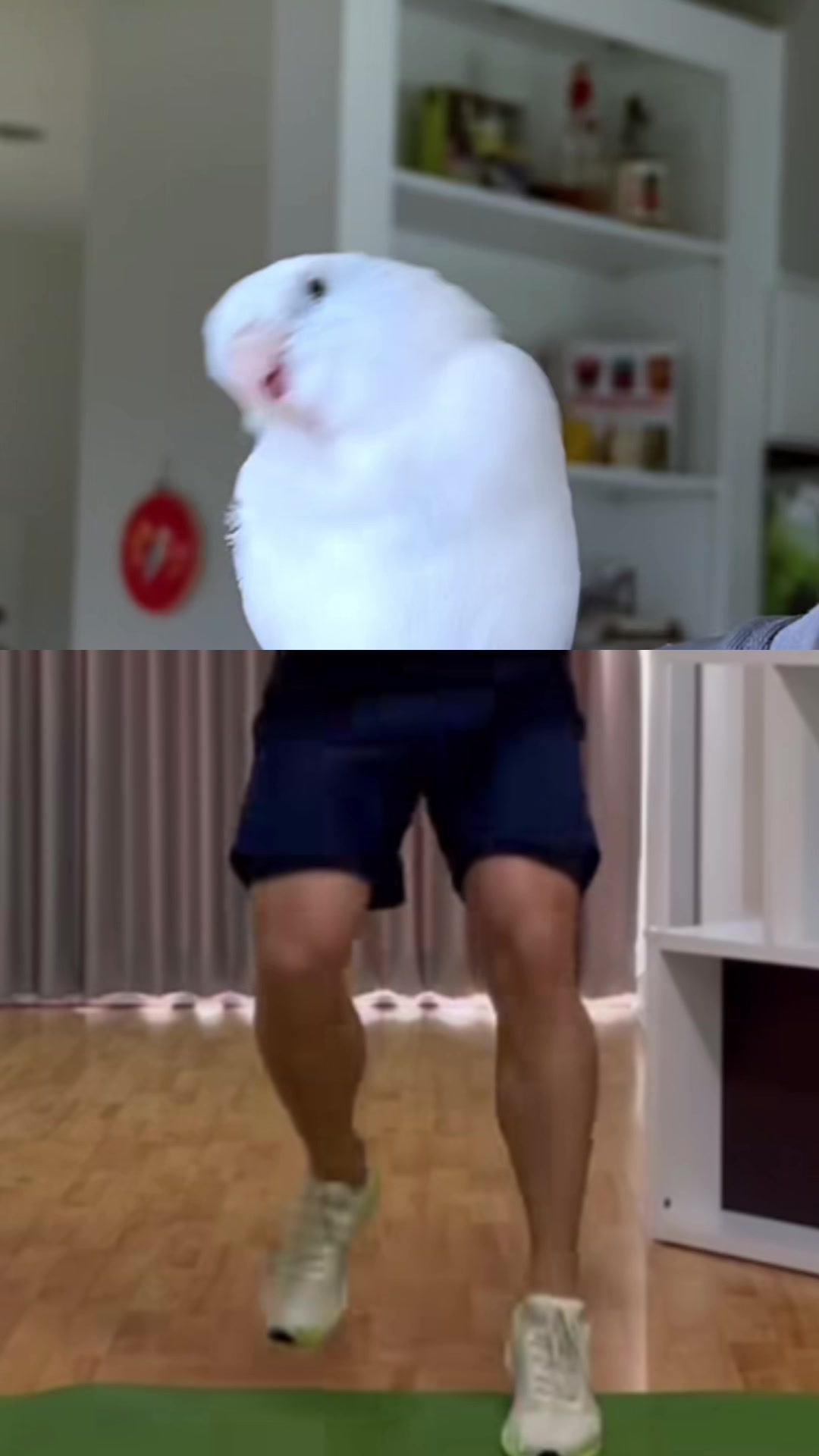 @arlobird