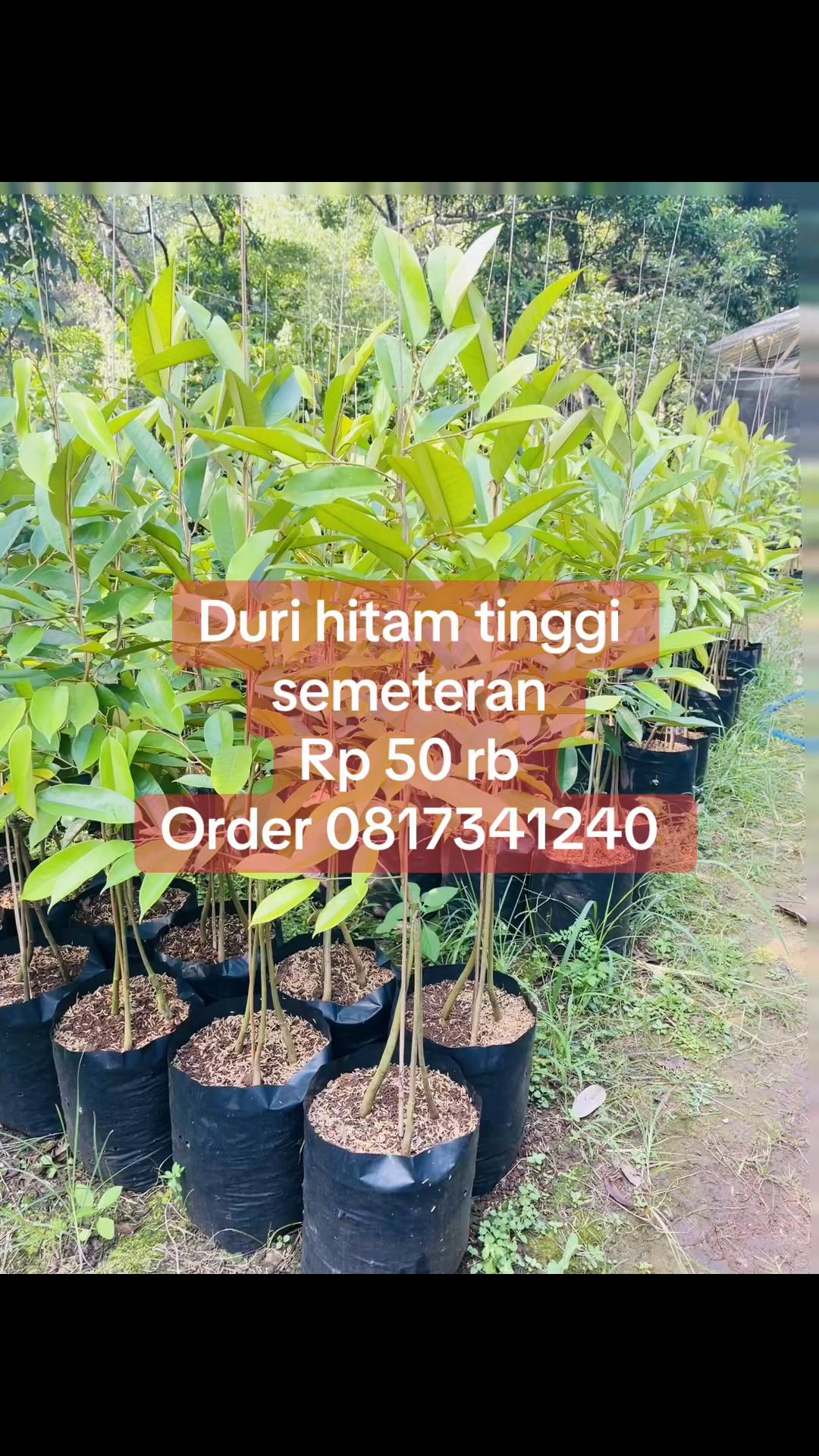 @RATU BIBIT