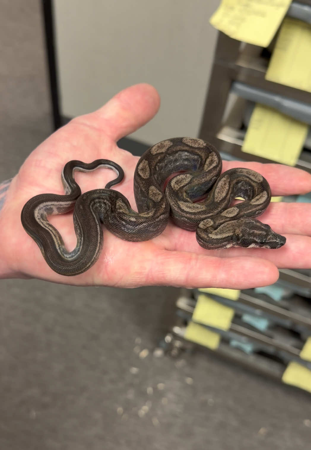 @Snake Country