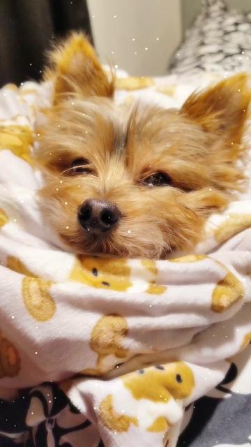 @🌸🪷🌹Sammy🌹🪷🌸