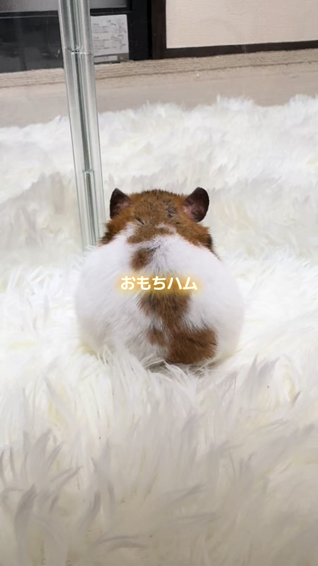 @ハム太は女の子🐹