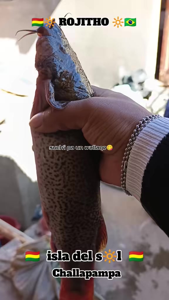 @ROJITHO 🔆