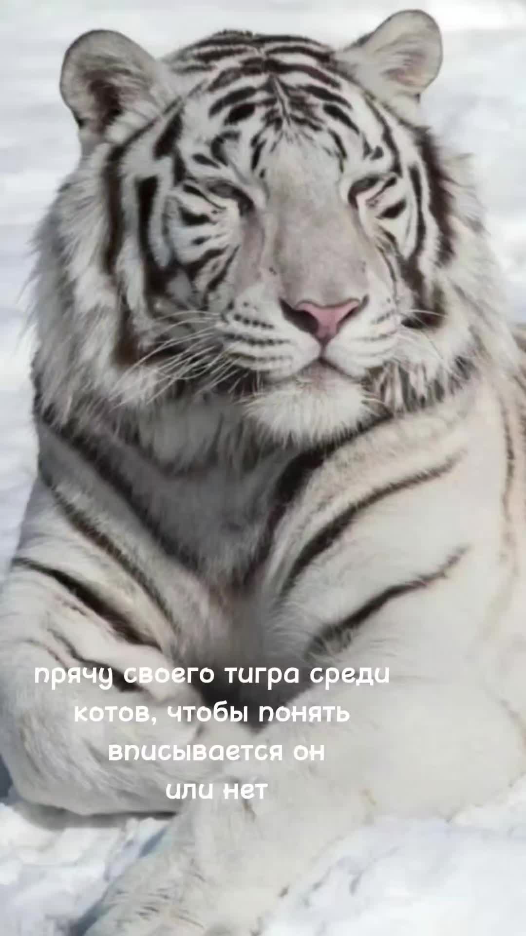 @лапуля