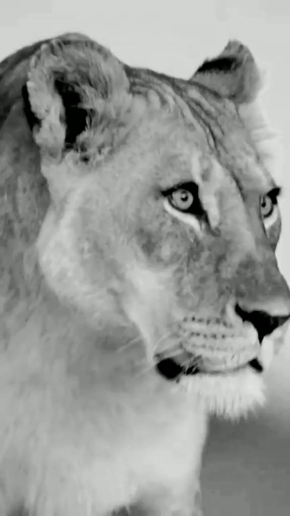 @👑 🦁 KING LION🦁👑