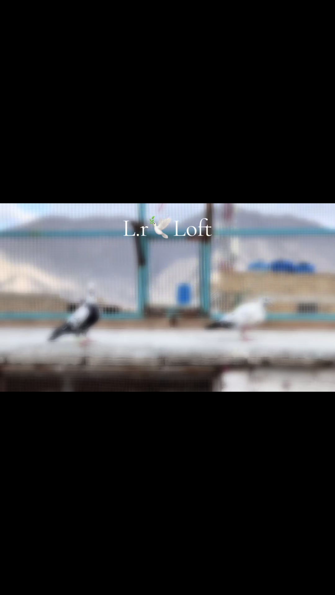 @🕊️L.R .Loft.Q.z.Meer&rsquo;s.Loft🦅