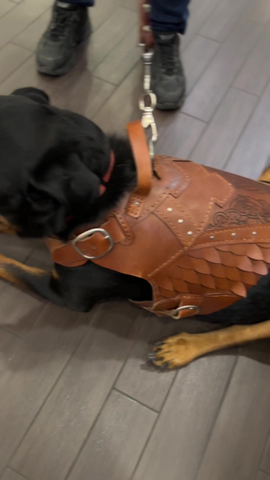 @Pet Armor | Arcane Armory