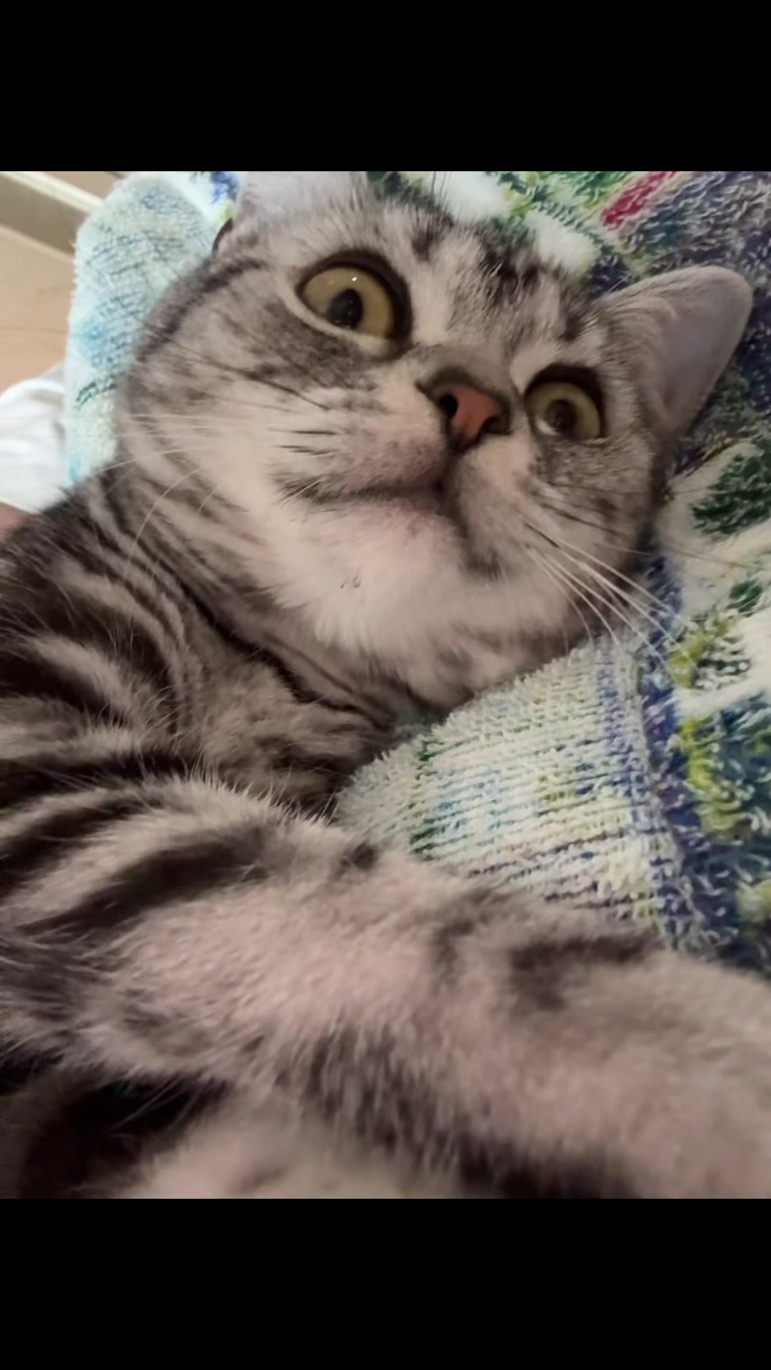 @パンダコンダ