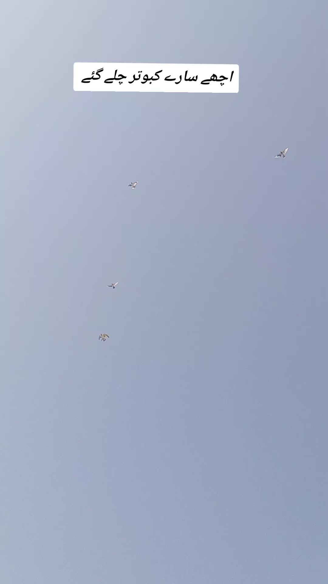 @village pigeons point