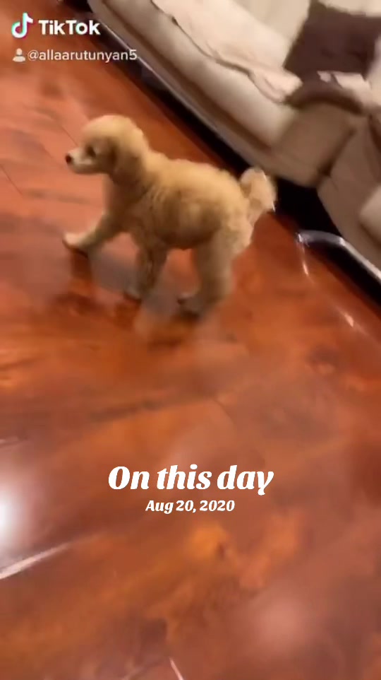 @NikoThePoodle