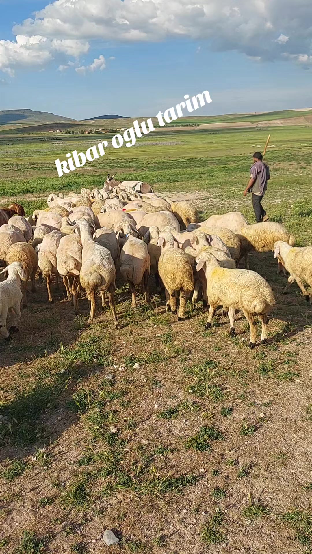 @bekir kibar