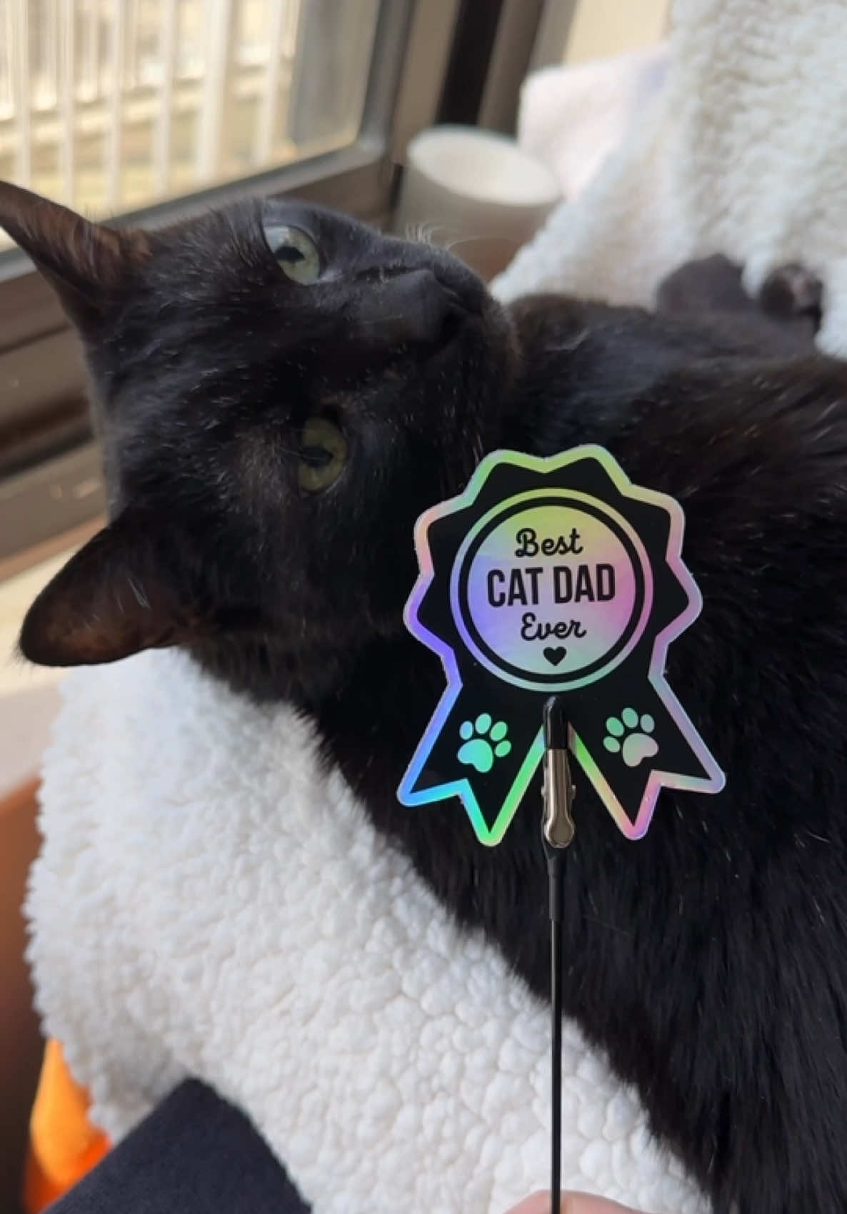@Manny Halloween Cat