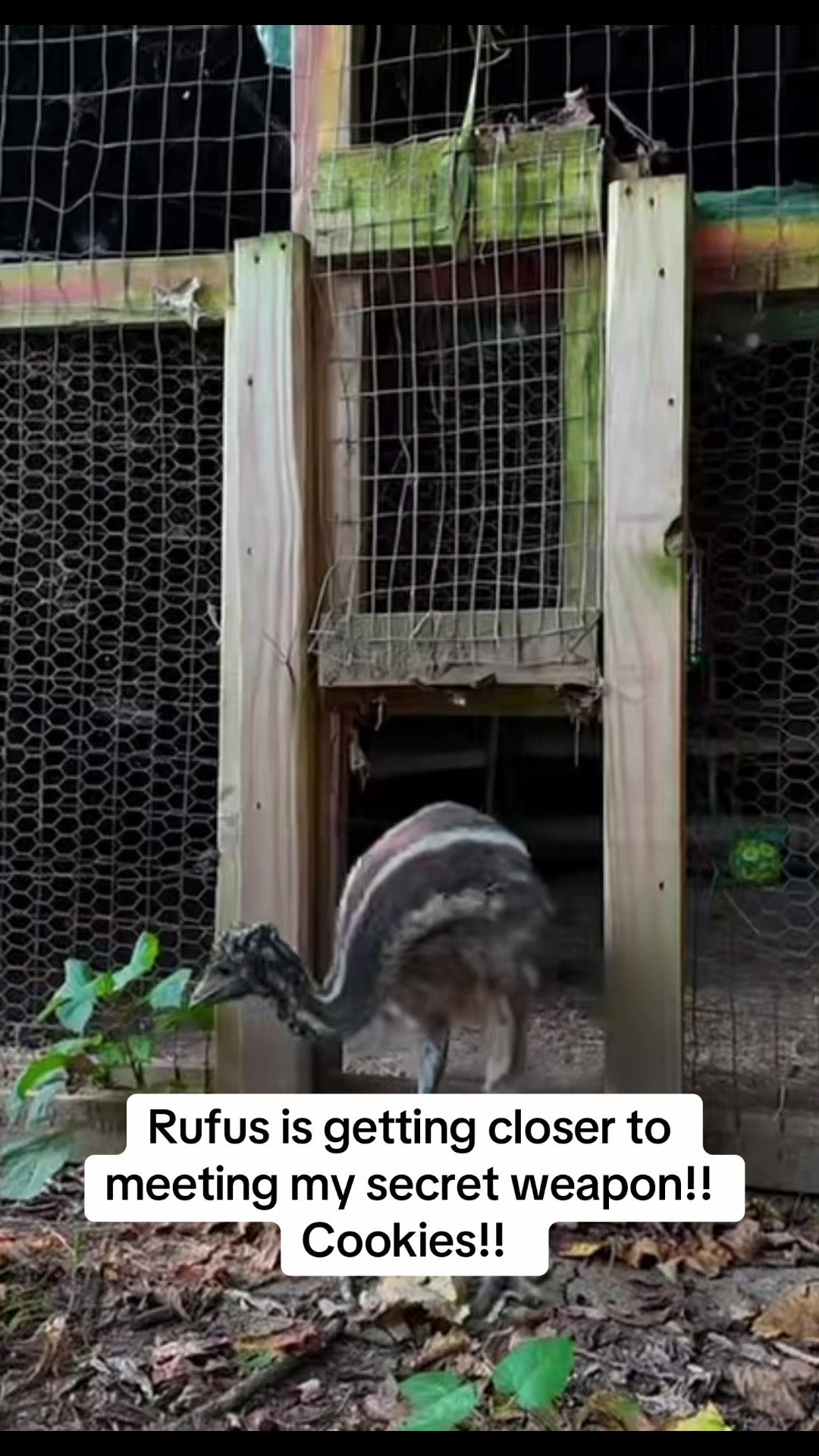 @Rufus The Bull