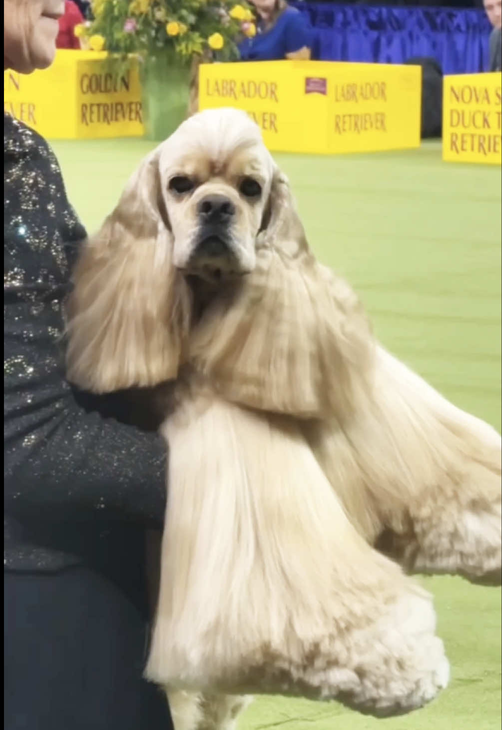 @Westminster Kennel Club