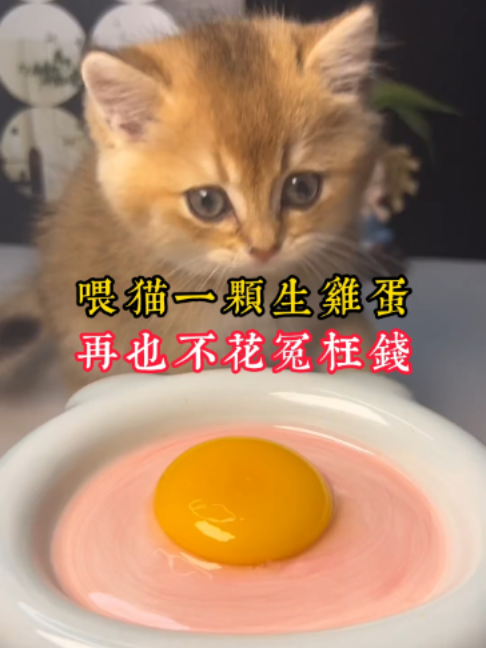 @catology